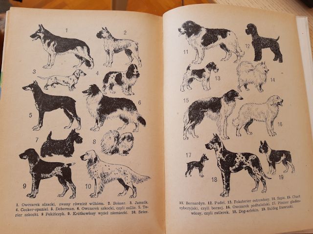 Książki dzieciństwa czyli o psach po psiemu
