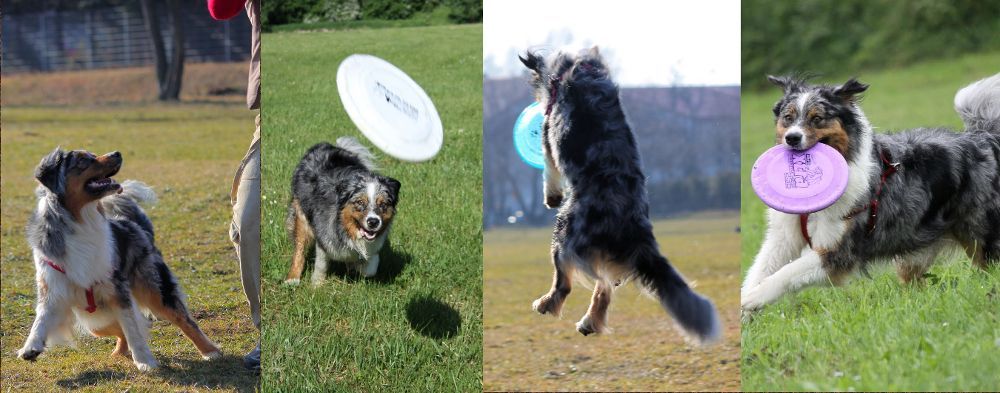 Dog frisbee - pozytywnie wzmocniona pogoń